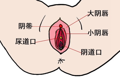 女性外阴彩图